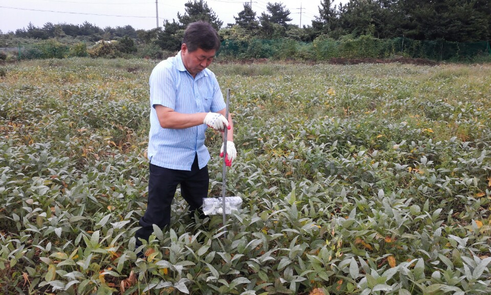 콩 노린재 유인용 트랩 설치